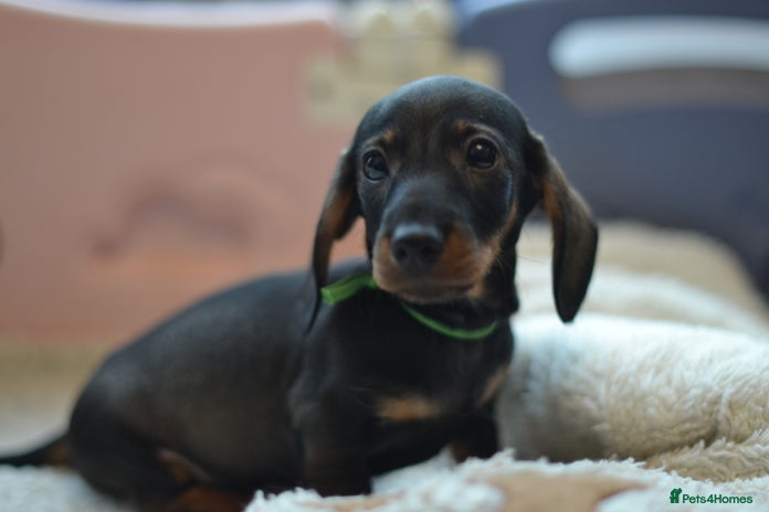 Miniature Dachshund dogs - Advert 3