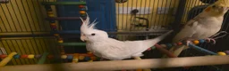 Cockatiels birds for sale: Albino Cockatiel–14 Weeks–Breeder Bred - Wetherby in Wetherby - Advert 2