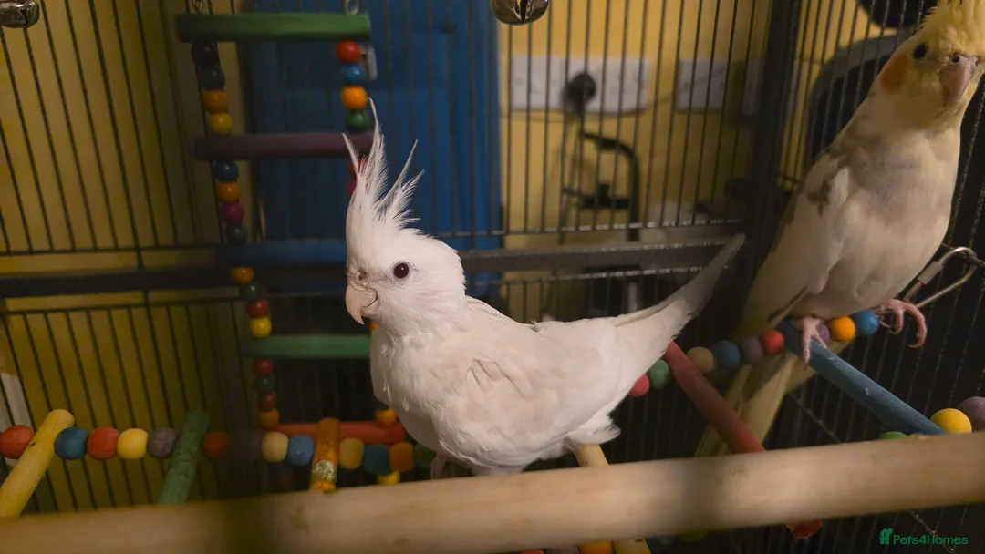 Cockatiels birds for sale: Albino Cockatiel–14 Weeks–Breeder Bred - Wetherby in Wetherby - Advert 2