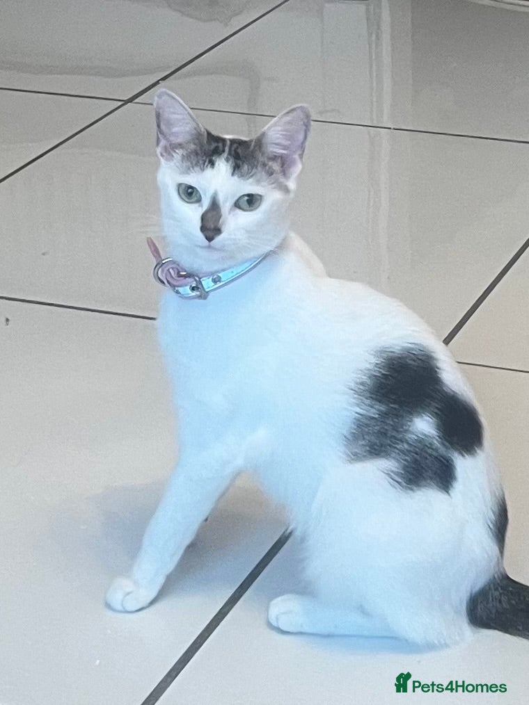 Mixed Breed cats 2 Kittens For Sale *READY NOW* - Advert 4