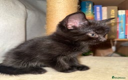 Domestic Shorthair cats for sale: Looking for my lovely forever home - Image 5