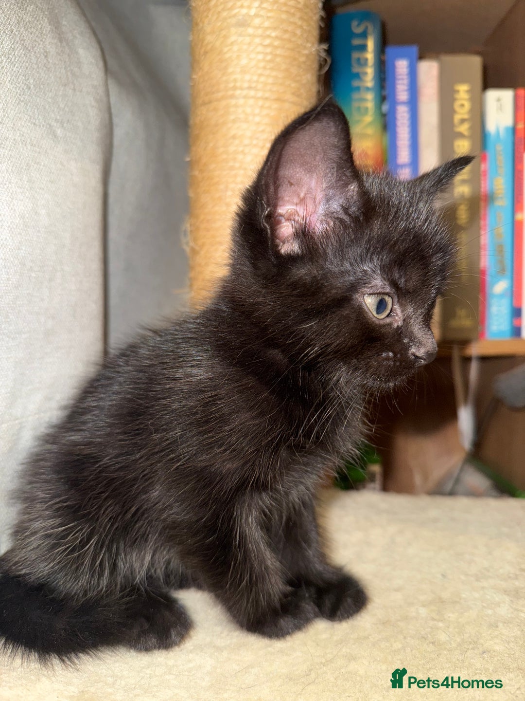 Domestic Shorthair cats for sale: Looking for my lovely forever home - Image 5