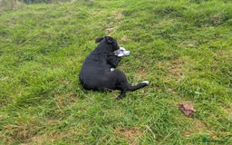 Border Collie dogs for sale: Female border Collie  - Image 2