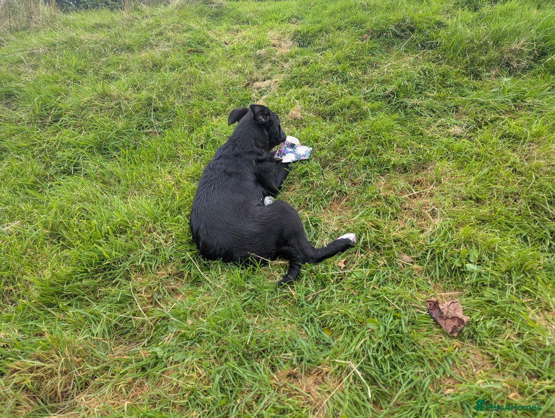 Border Collie dogs for sale: Female border Collie  - Image 2