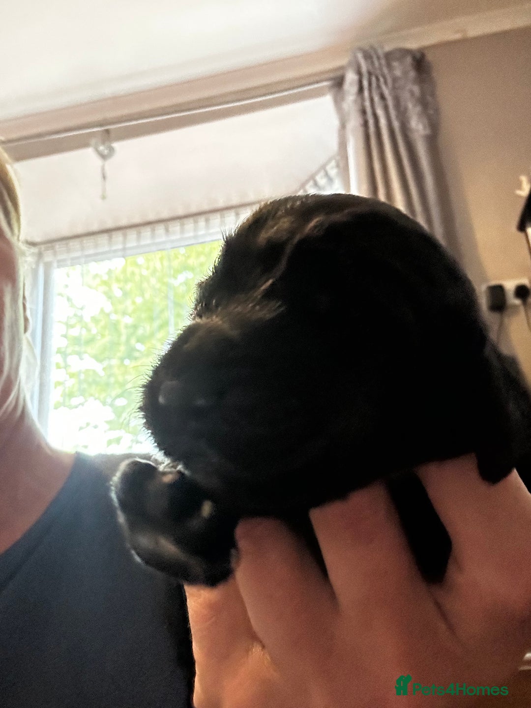 Cocker Spaniel dogs for sale: 2 beautiful cocker spaniels out of a litter of 7 - Image 36
