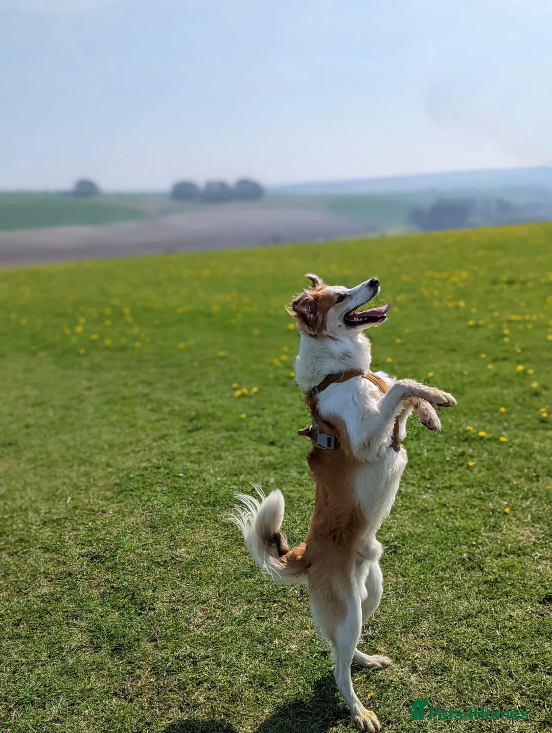 Mixed Breed dogs for sale: 5yr Collie-X Seeking Quiet Single-Pet Home - Advert 2