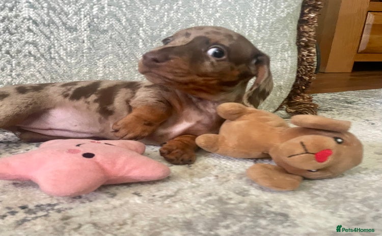 Miniature Dachshund dogs - Advert 4