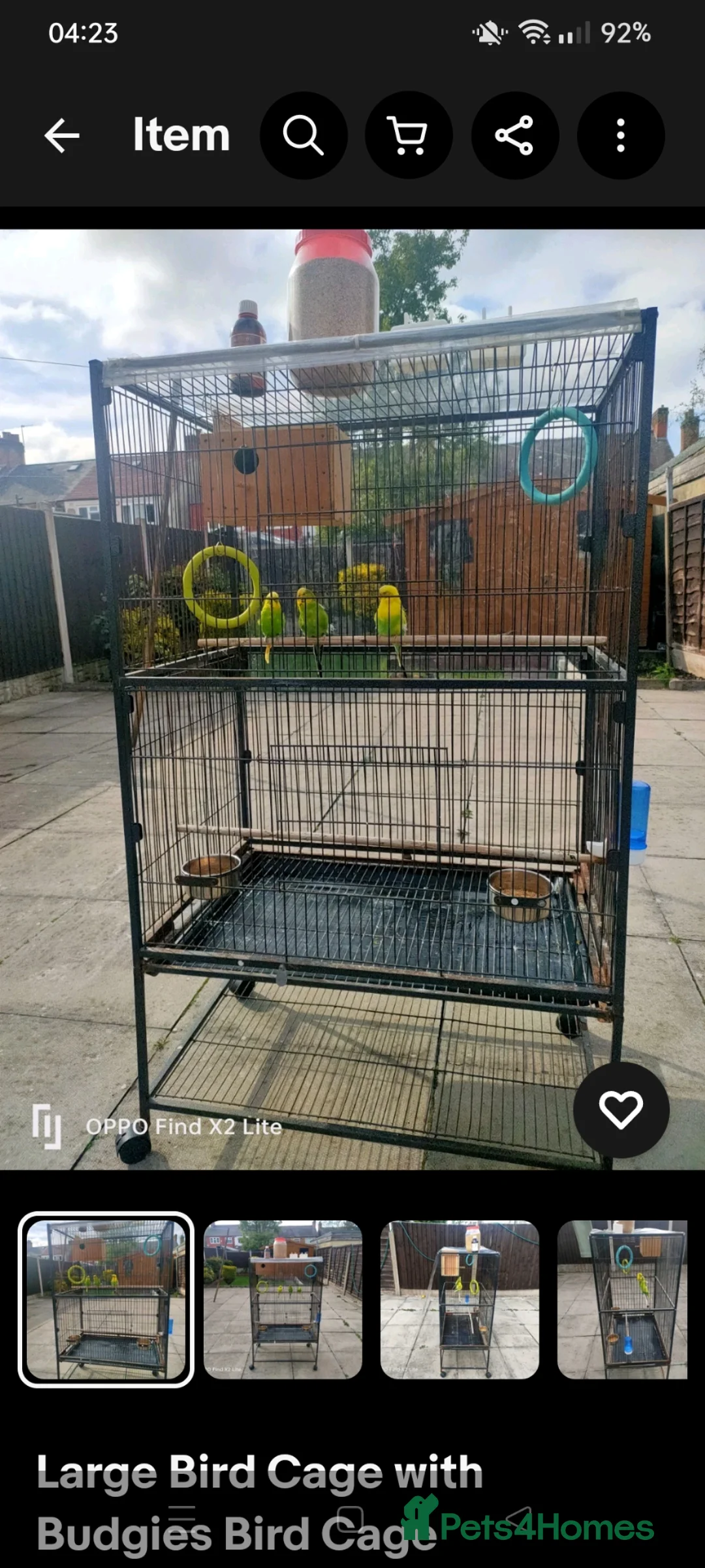 Budgerigars birds for sale: Pair of budgies  in Smethwick - Advert 4