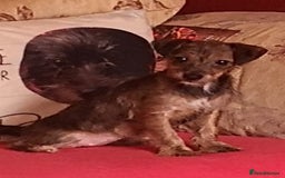 Jack Russell dogs for sale: Jack Russells puppies  - Image 2