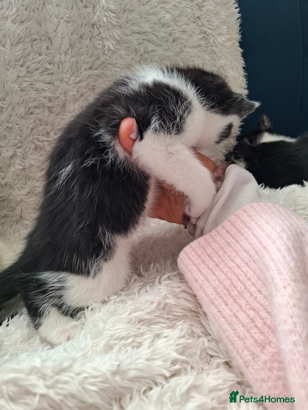 Mixed Breed cats for sale: Tabby/British short hair - Advert 29