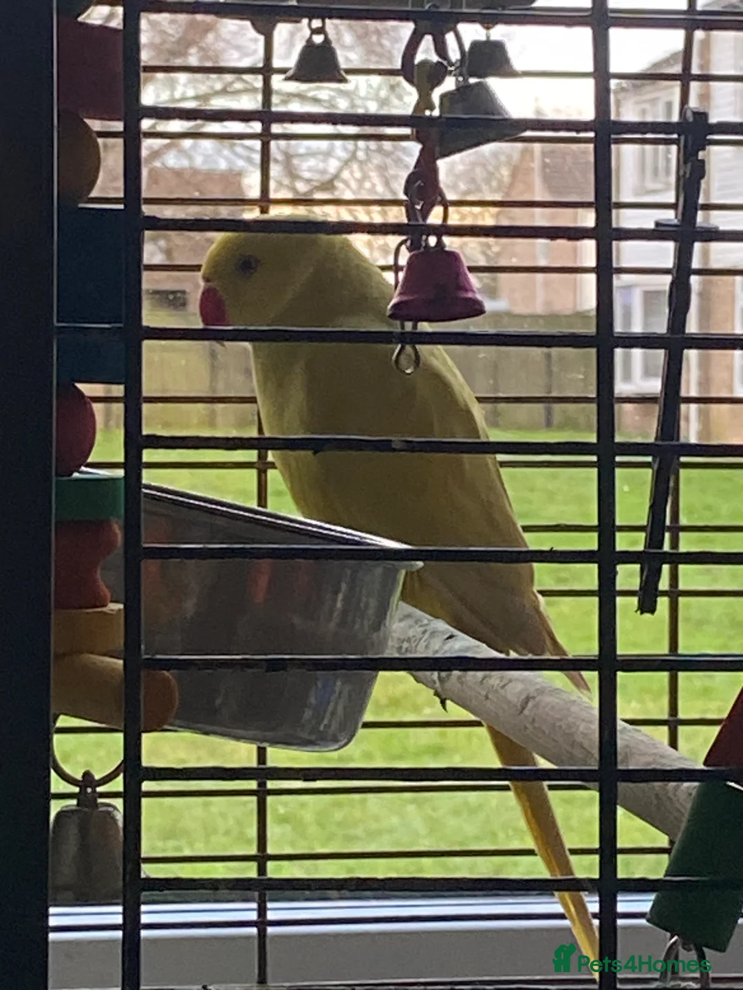 Ringnecks birds for sale: Beautiful female ring neck  - Advert 5