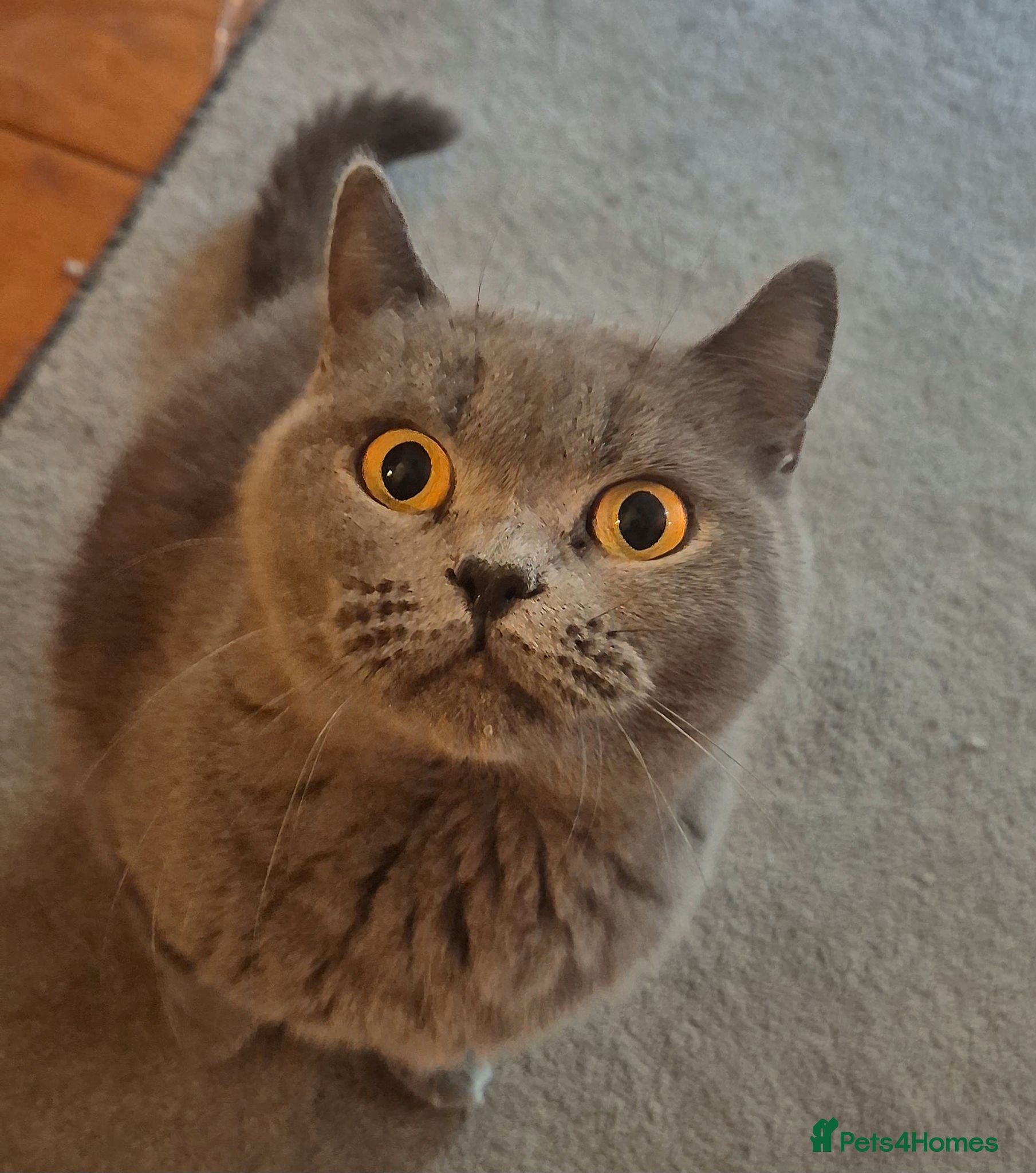 British Shorthair cats GCCF registered Blue British Shorthair Female - Advert 1