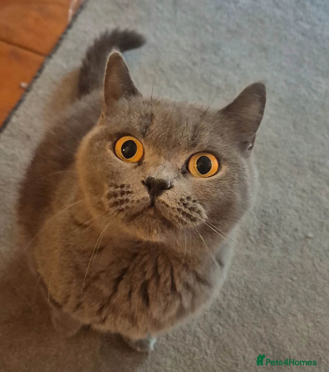 British Shorthair cats for sale: GCCF registered Blue British Shorthair Female - Advert 1