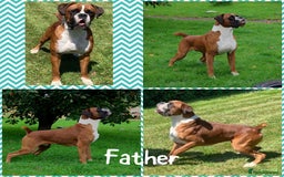 Boxer dogs for sale: 1 girl beautiful boxer puppies left  - Image 10