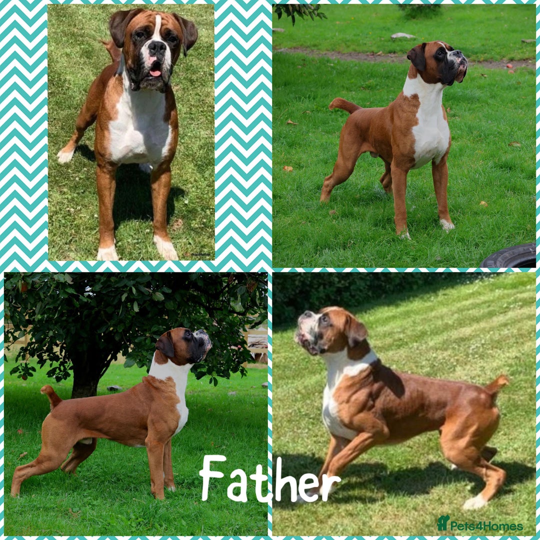 Boxer dogs for sale: 1 girl beautiful boxer puppies left  - Image 10