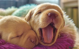 Labrador Retriever dogs for sale: WORMAGS KC REGISTERED LAST LABRADOR PUPPY - Image 12