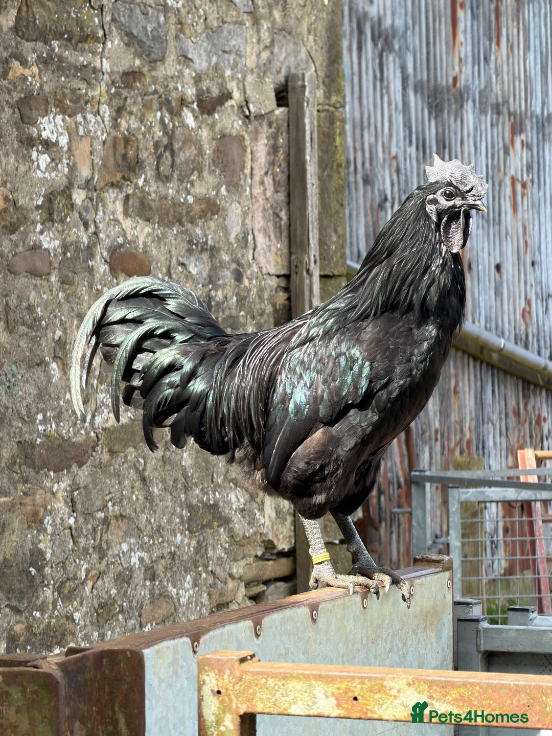 Chickens poultry for sale: Black Chicks available  - Advert 2