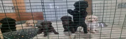 Mixed Breed dogs for sale: Adorable labradoodle X colliedoodle pups in Exeter - Advert 9