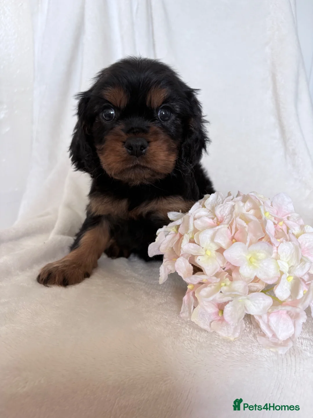 Cavalier King Charles Spaniel dogs for sale: Beautiful Cavalier King Charles puppies - Advert 20