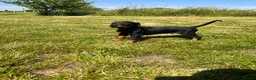 Dobermann dogs for sale: Outstanding Quality Dobermann puppies, KC REG - Advert 6