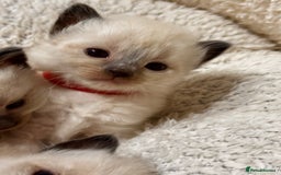 Ragdoll cats for sale: Purebred Ragdoll Kittens (TICA REG PARENTS) - Image 27