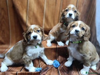 Cavalier King Charles Spaniel dogs Adorable Cavalier King Charles Spaniel Boys - Advert 1