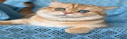 British Shorthair cats for sale: British Sh golden adorable kittens GCCF  - Advert 22