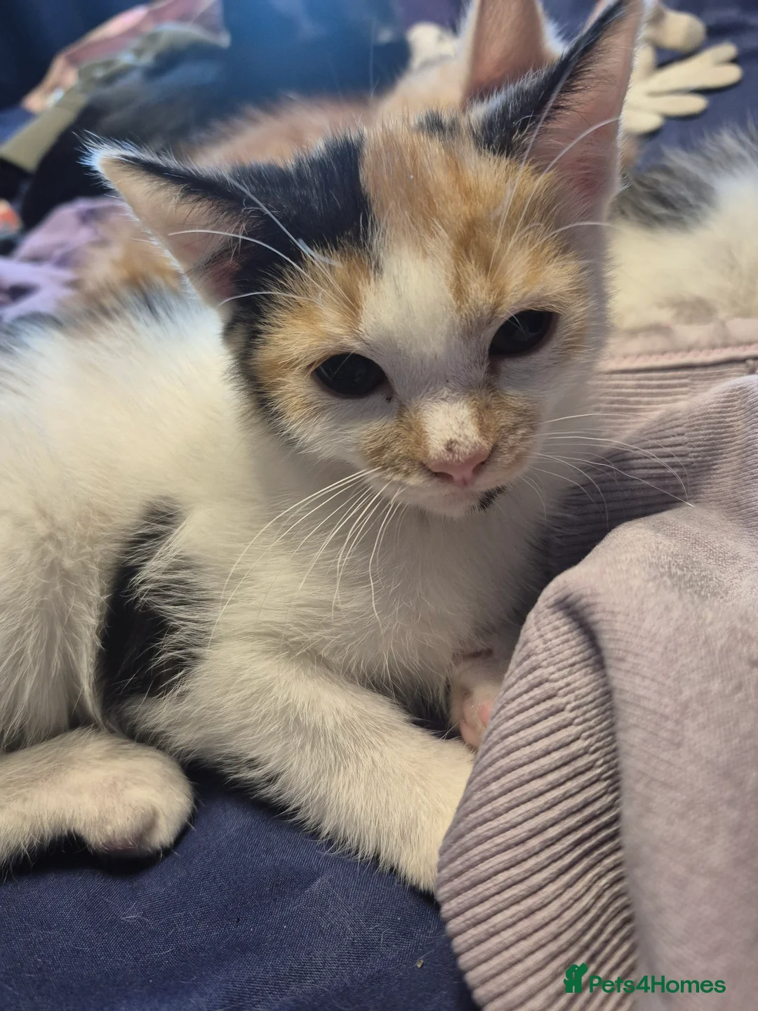 Mixed Breed cats for sale: 6 kittens  - Advert 5