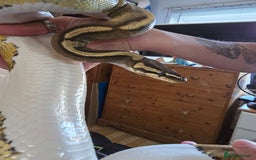 Python Snake reptiles for sale: Pied Royal python  - Image 1