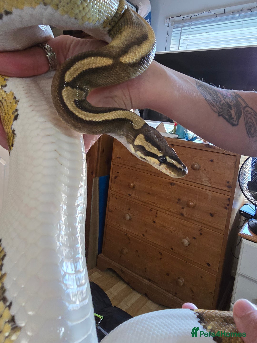 Python Snake reptiles for sale: Pied Royal python  - Image 1