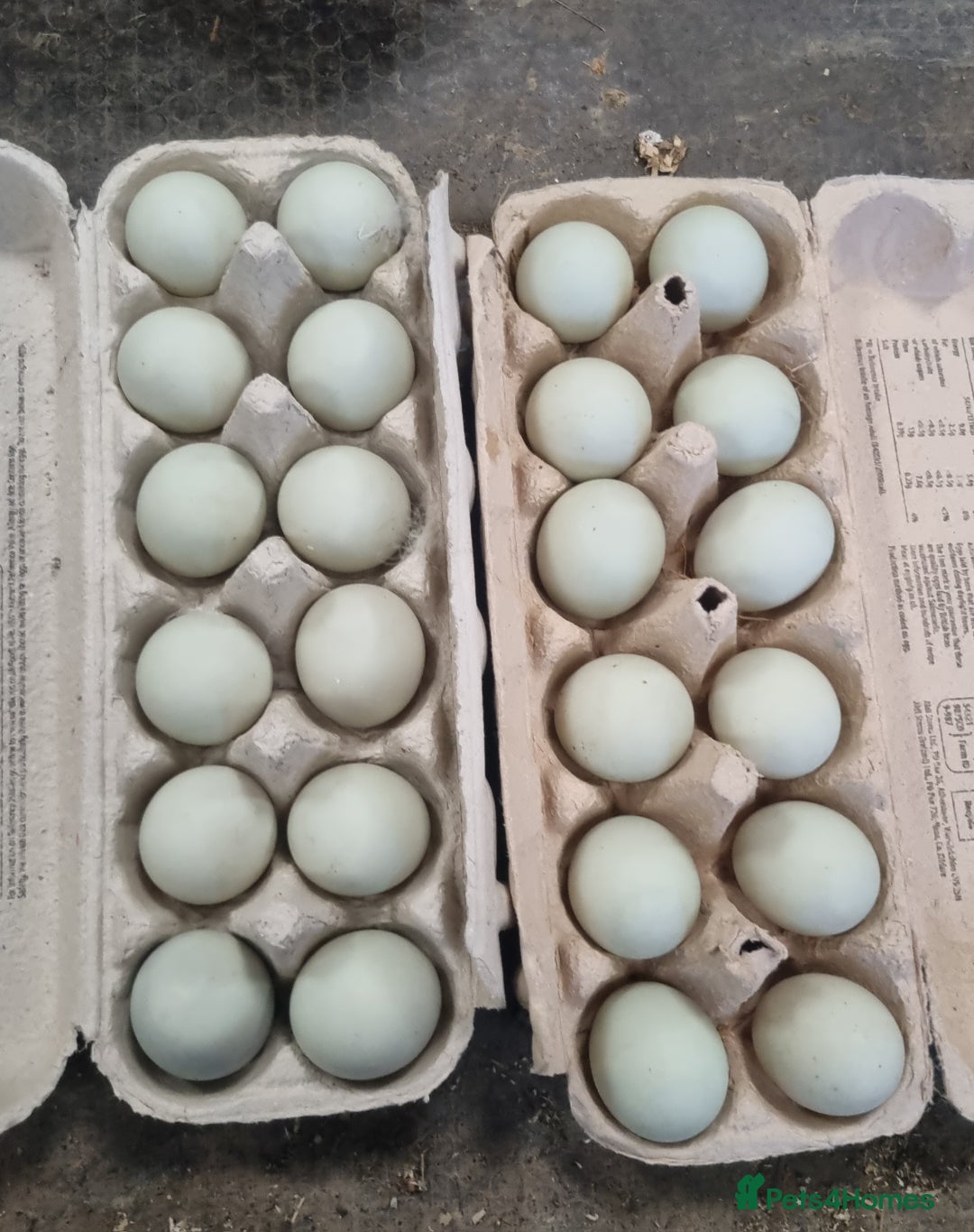 Ducks poultry for sale: Call duck hatching eggs. - Image 1