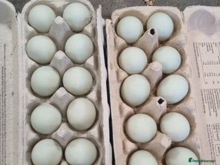 Ducks poultry - Advert 34