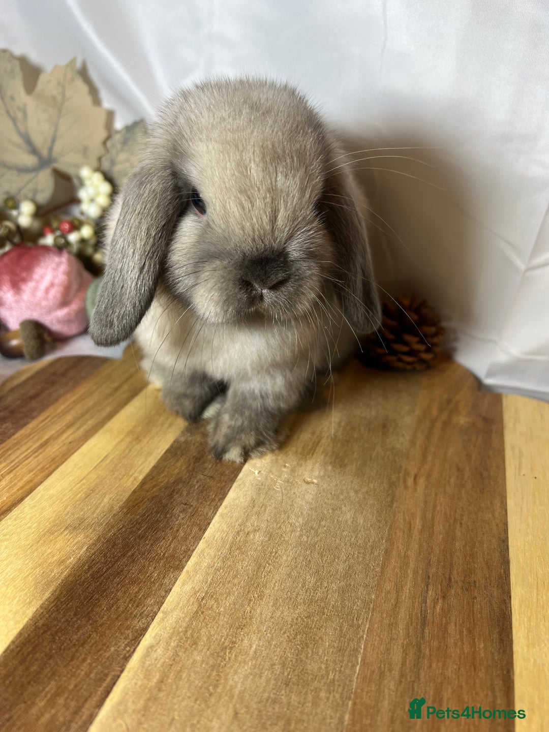 Mini Lop rabbits for sale: Beautiful Baby Mini lop Doe - Image 4