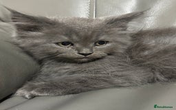 Maine Coon cats for sale: Super fluffy gorgeous Maine coon /Ragdoll kittens  - Image 7