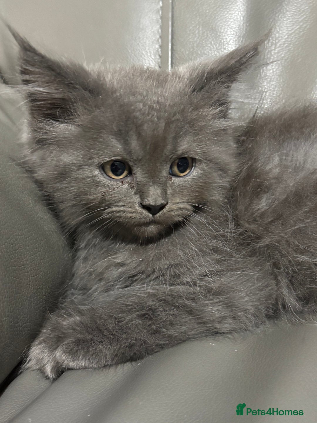 Maine Coon cats for sale: Super fluffy gorgeous Maine coon /Ragdoll kittens  - Image 7