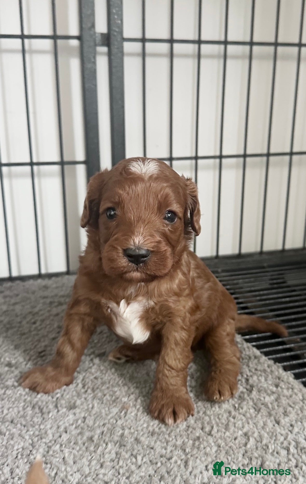 Cavapoo dogs Adorable red Cavapoos  - Advert 1