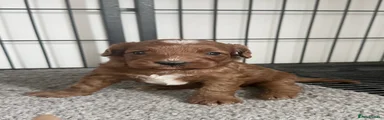 Cavapoo 1