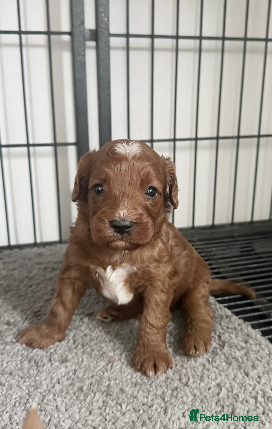 Cavapoo dogs for sale: Adorable red Cavapoos  - Advert 1