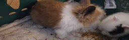 Lionhead rabbits for sale: 4 beautiful baby purebred lionhead rabbits  - Advert 2