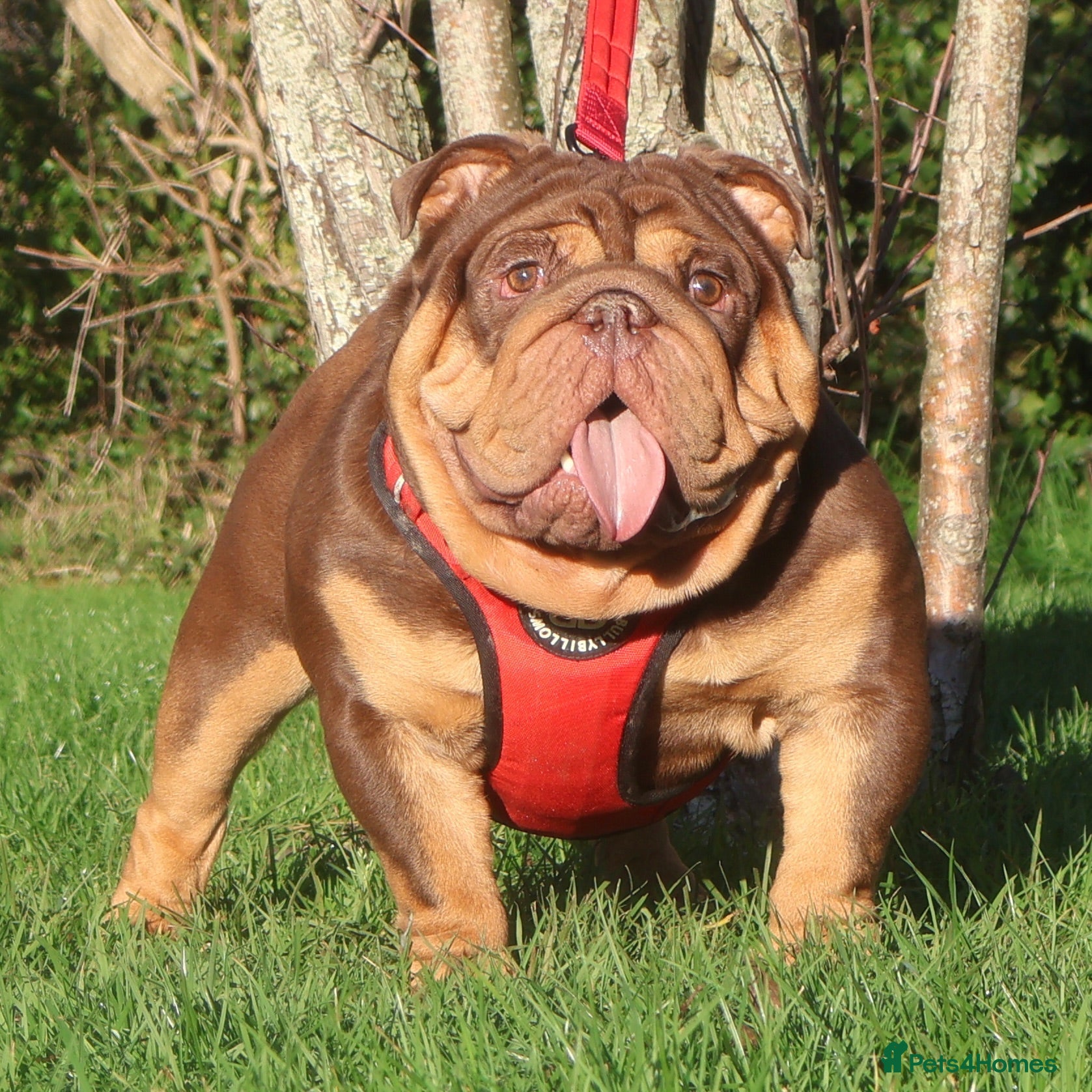 English Bulldog dogs ⭐️ ROCKEFELLER ⭐️ - Advert 1