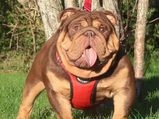 English Bulldog dogs ⭐️ THE GRUFFALO ⭐️ - Advert 15