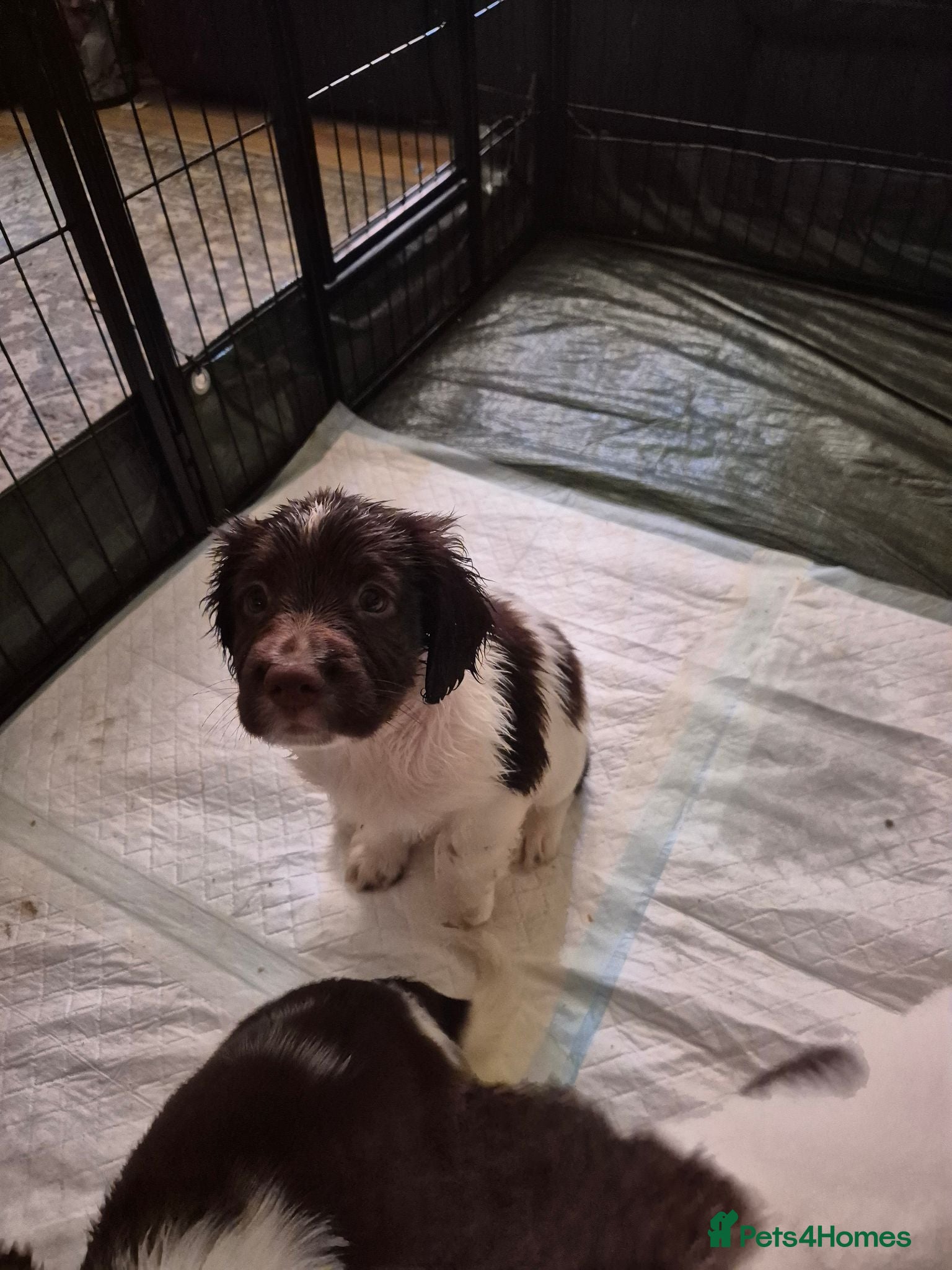 English Springer Spaniel dogs KC Springer Spaniel puppies, ready next Sunday! - Advert 6