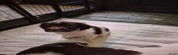 English Springer Spaniel dogs for sale: ​Working Springer Spaniel Bitches – Ready Soon!  - Advert 10