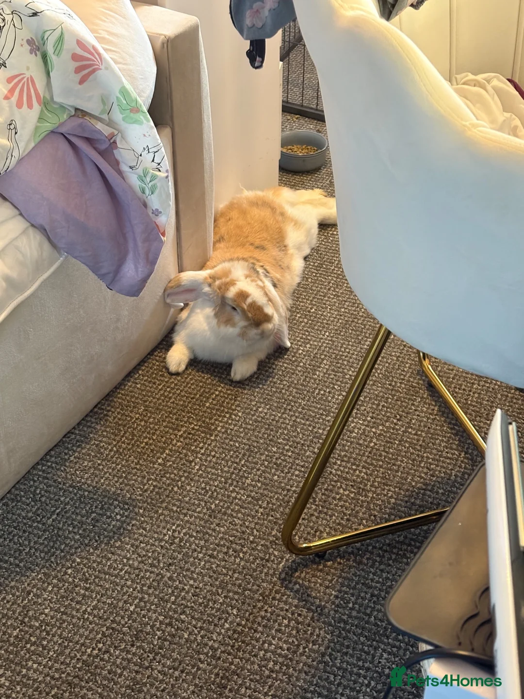 French Lop rabbits for sale: Male French lop  - Advert 3