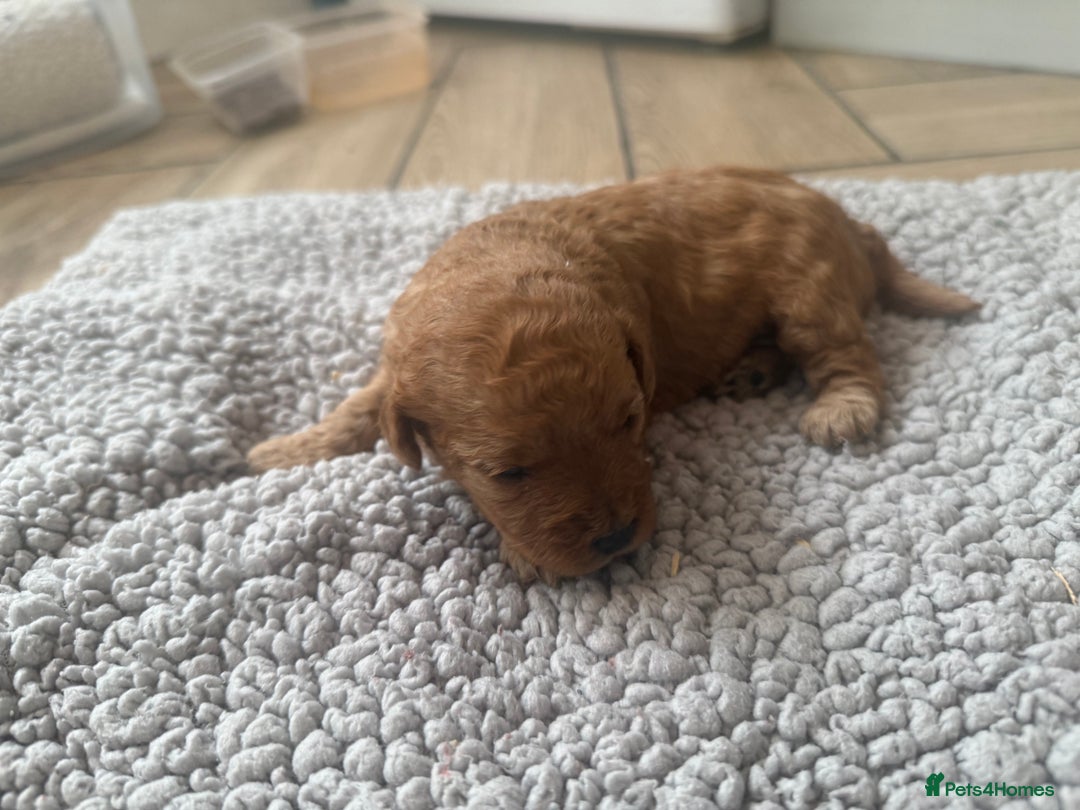 Cavapoo dogs for sale: Adorable F1B Cavapoo Puppies - Advert 7