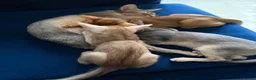 Abyssinian cats for sale: Abyssinian Kittens 🐾 - Advert 4