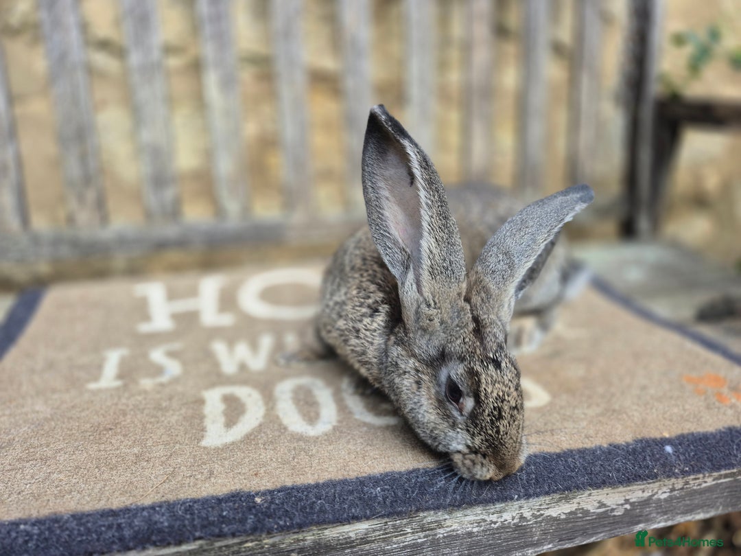 Continental Giant rabbits for sale: Pure Continental Giant Vaccinated  - Image 13