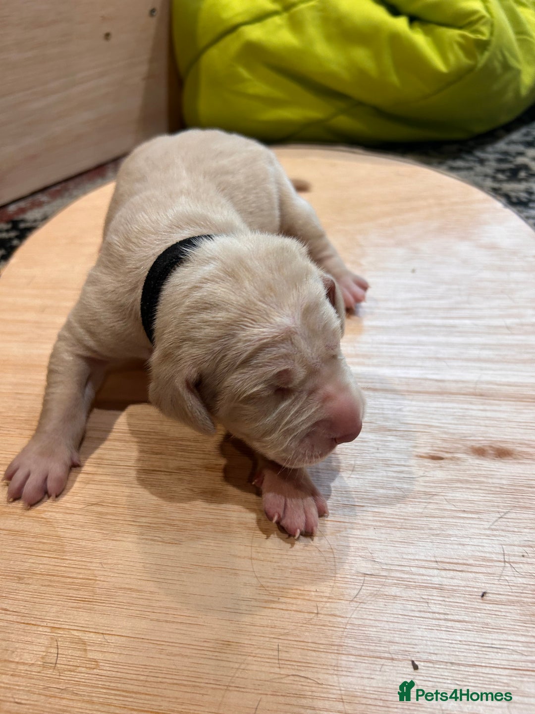 Mixed Breed dogs for sale: Weimaraner x vizsla x GSP only Black left  - Image 19