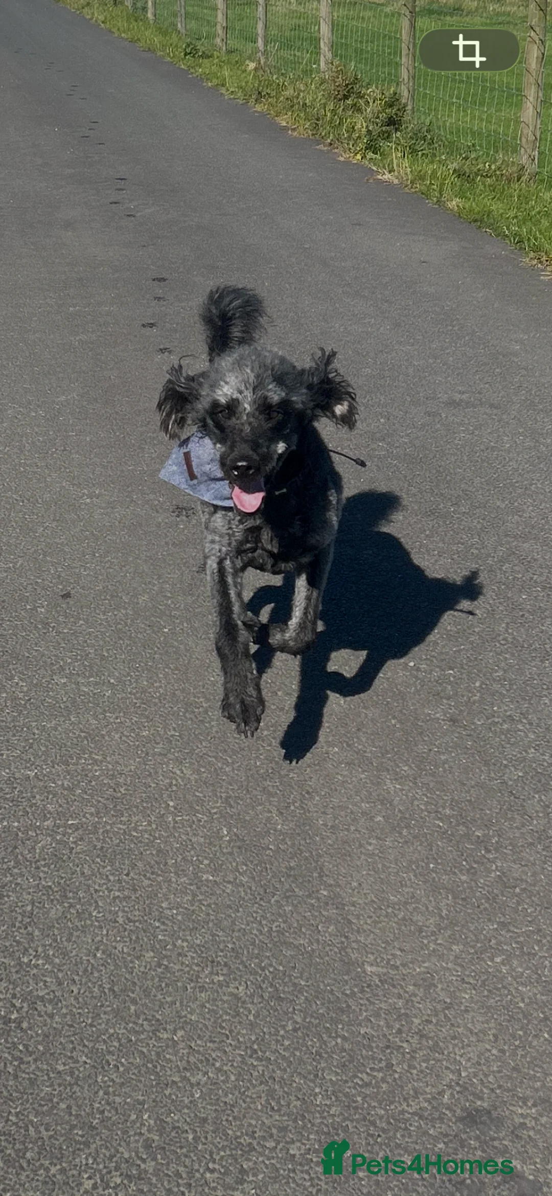 Labradoodle dogs for sale: Labradoodle rehome - Advert 2