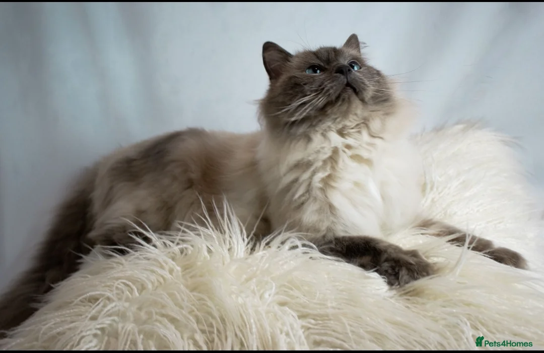 Ragdoll cats for stud: Amazing blue point FOR STUD in Brighouse - Advert 5